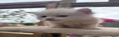 Maine Coon 1