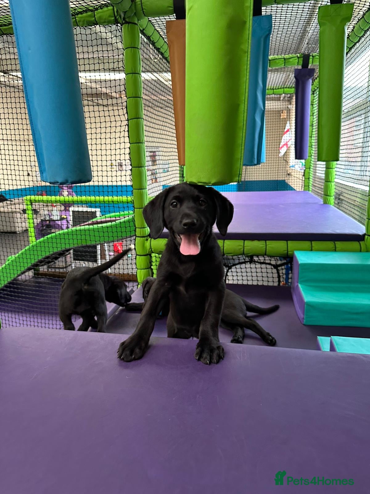 Labrador Retriever dogs Champion line labradors part trained - Advert 7