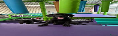 Labrador Retriever Puppy 6