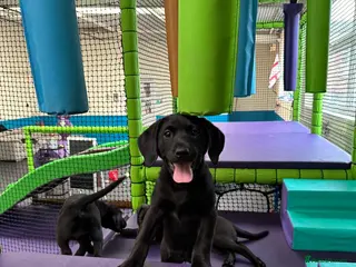 Labrador Retriever dogs Champion line labradors part trained - Advert 1