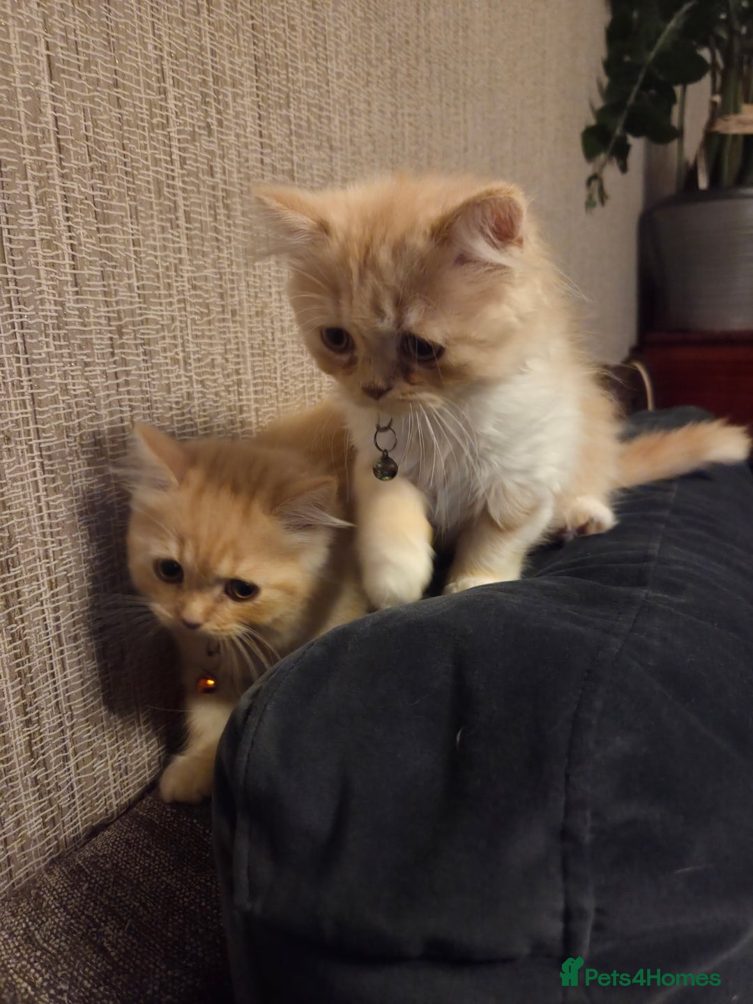 Scottish Fold cats for sale: !1 LEFT! BEAUTIFUL SCOTTISH FOLDS FOR SALE - Image 23