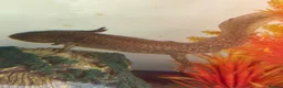 Axolotl reptiles for sale: Copper Wild Axolotls - Advert 3