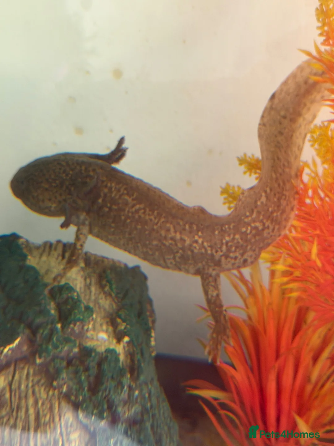 Axolotl reptiles for sale: Copper Wild Axolotls - Advert 3
