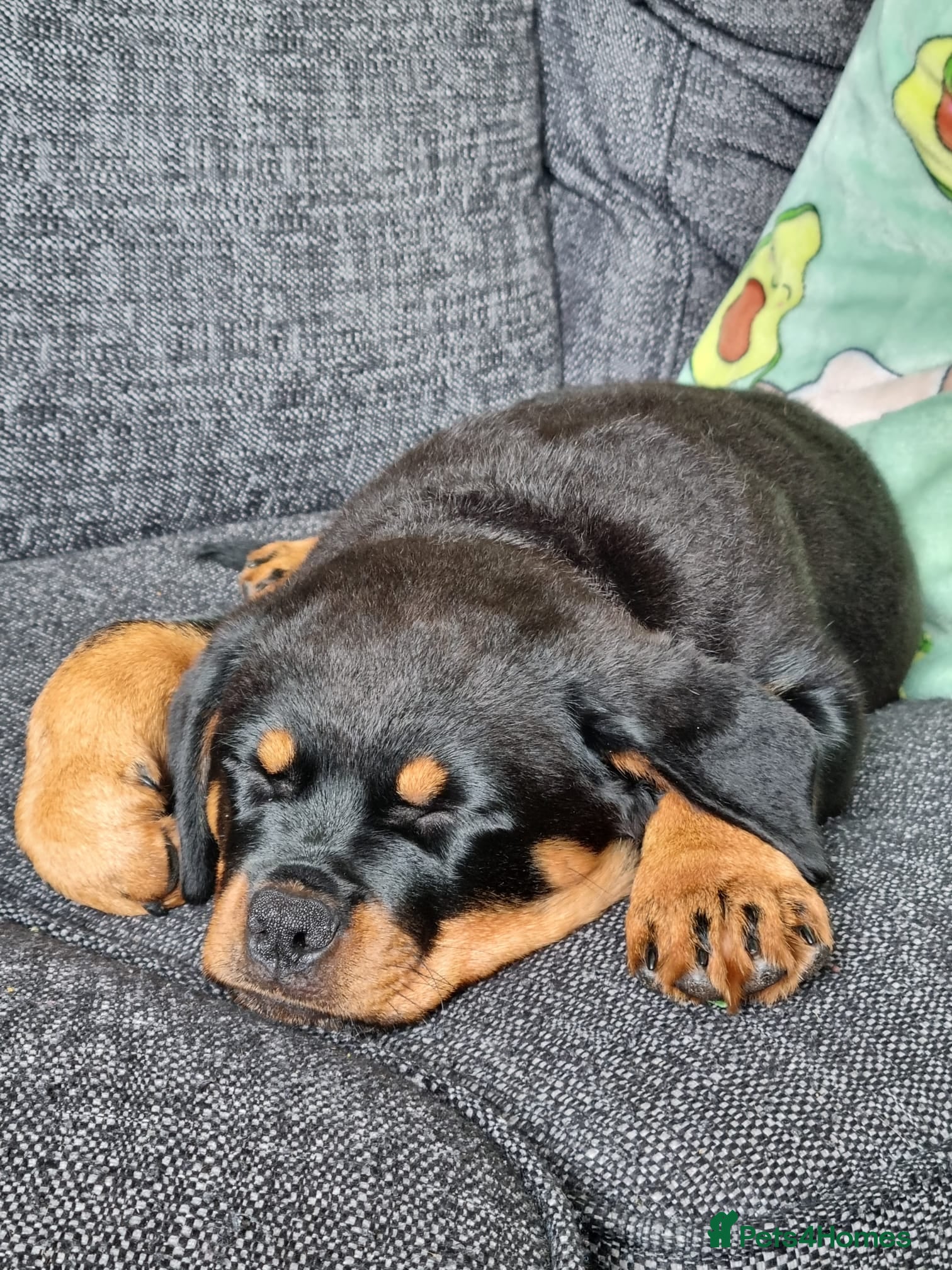 Rottweiler dogs One bitch left (reduced) - Advert 11