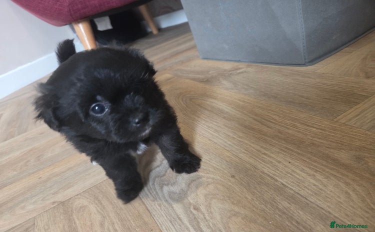 Mixed Breed dogs - Advert 3