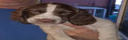 English Springer Spaniel dogs for sale: English Springer Spaniel Puppies  in Bury - Advert 2