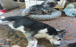 Shih Tzu dogs for adoption: Little boy Bow. - Image 3