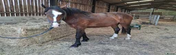 Irish Cob horses for sale: Stunning 2 year old gelding - Advert 1