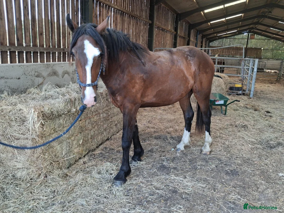 Irish Cob horses for sale: Stunning 2 year old gelding - Advert 1
