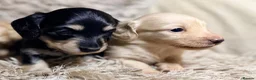 Miniature Dachshund dogs for sale: KC Longhaired Cream Miniature Dachshund Puppies - Advert 4