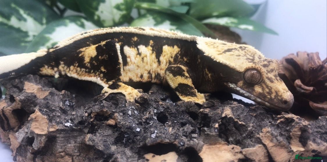 Gecko reptiles Crested gecko collection for sale - Proven Adults - Advert 2