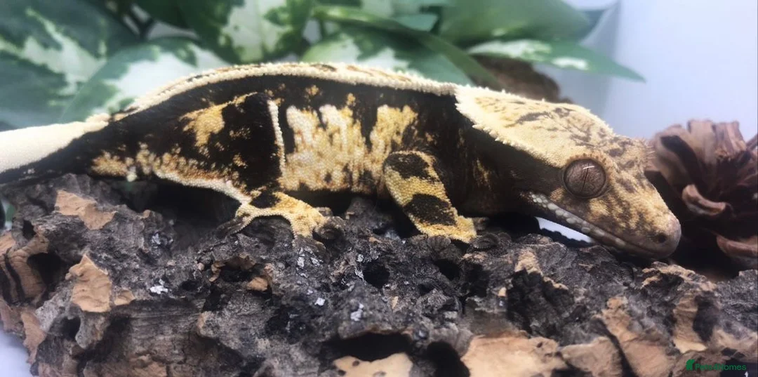 Gecko reptiles for sale: Crested gecko collection for sale - Proven Adults - Advert 2