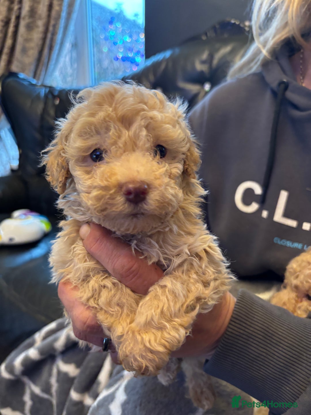 Miniature Poodle dogs for sale: Beautiful miniature cream poodles - Advert 6