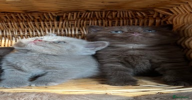 British Shorthair cats - Advert 3