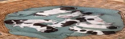 German Shorthaired Pointer dogs for sale: KC GSP puppies 1 bitch 2 dogs available - Advert 1