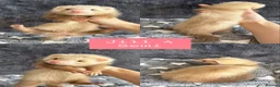 Ferret rodents for sale: PEDIGREE ANGORA FERRETS READY 4/7/26 - Advert 4
