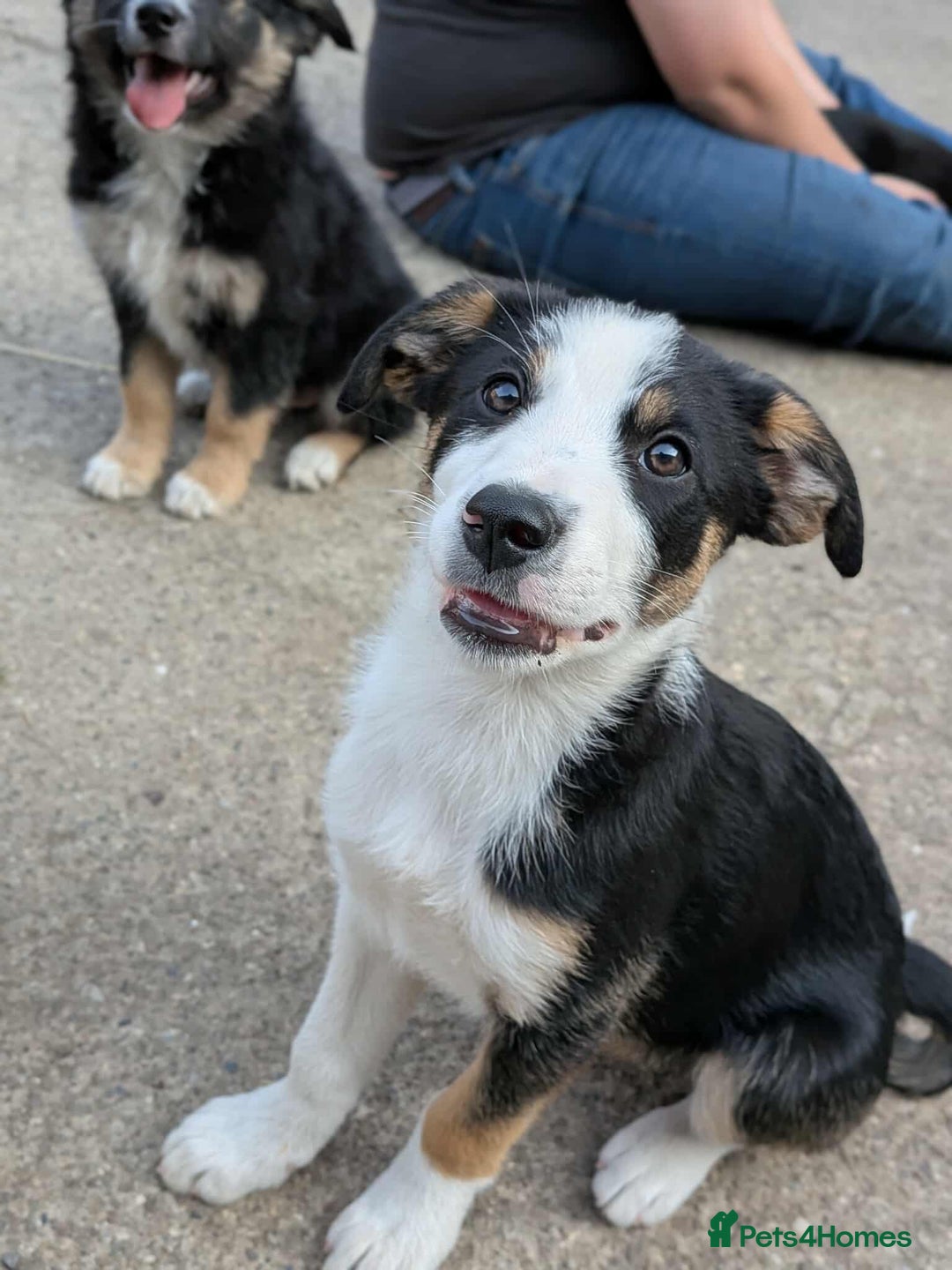 Mixed Breed dogs for sale: Labrador X border collie puppies  - Image 8