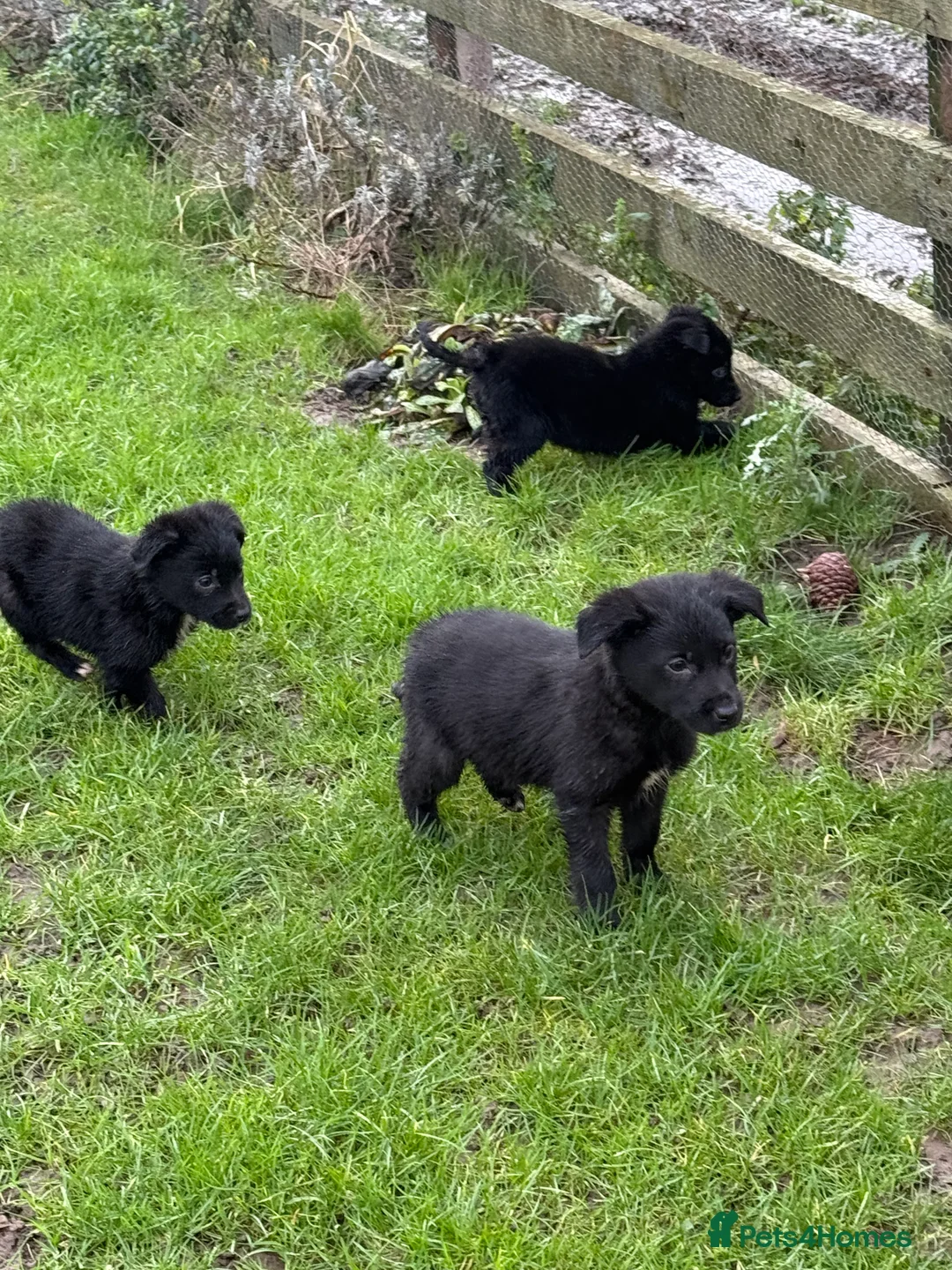 Borador dogs for sale: Fabulous vaccinated Collie x Labs  - Advert 4