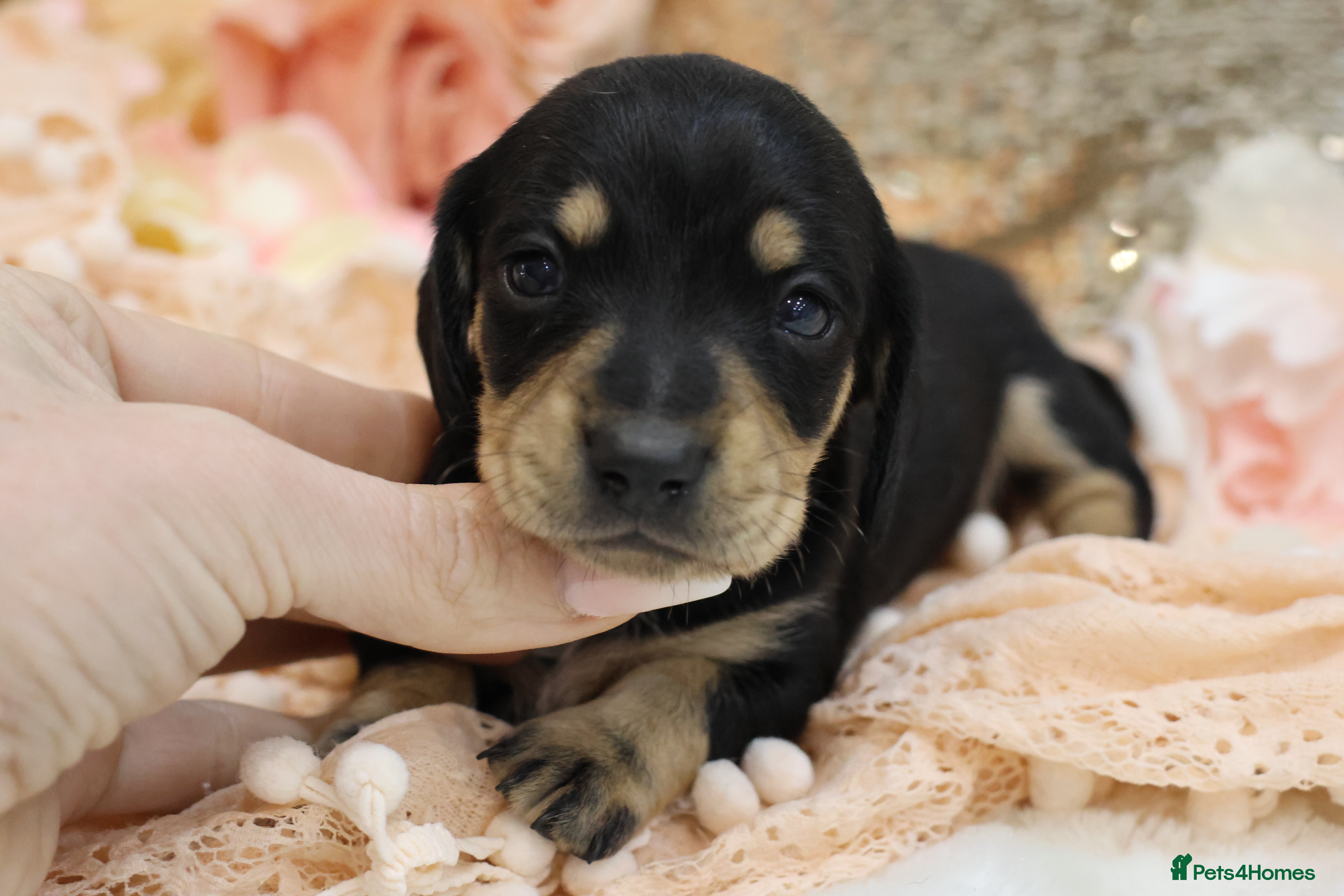 Miniature Dachshund dogs KC Miniature Dachshunds - Advert 18