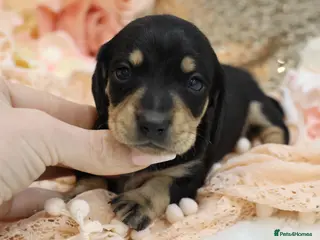 Miniature Dachshund dogs KC Miniature Dachshunds - Advert 18