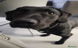 Cockerdor dogs for stud: 🐾 STUD AVAILABLE – Dylan the Cockador 🐾 - Image 12