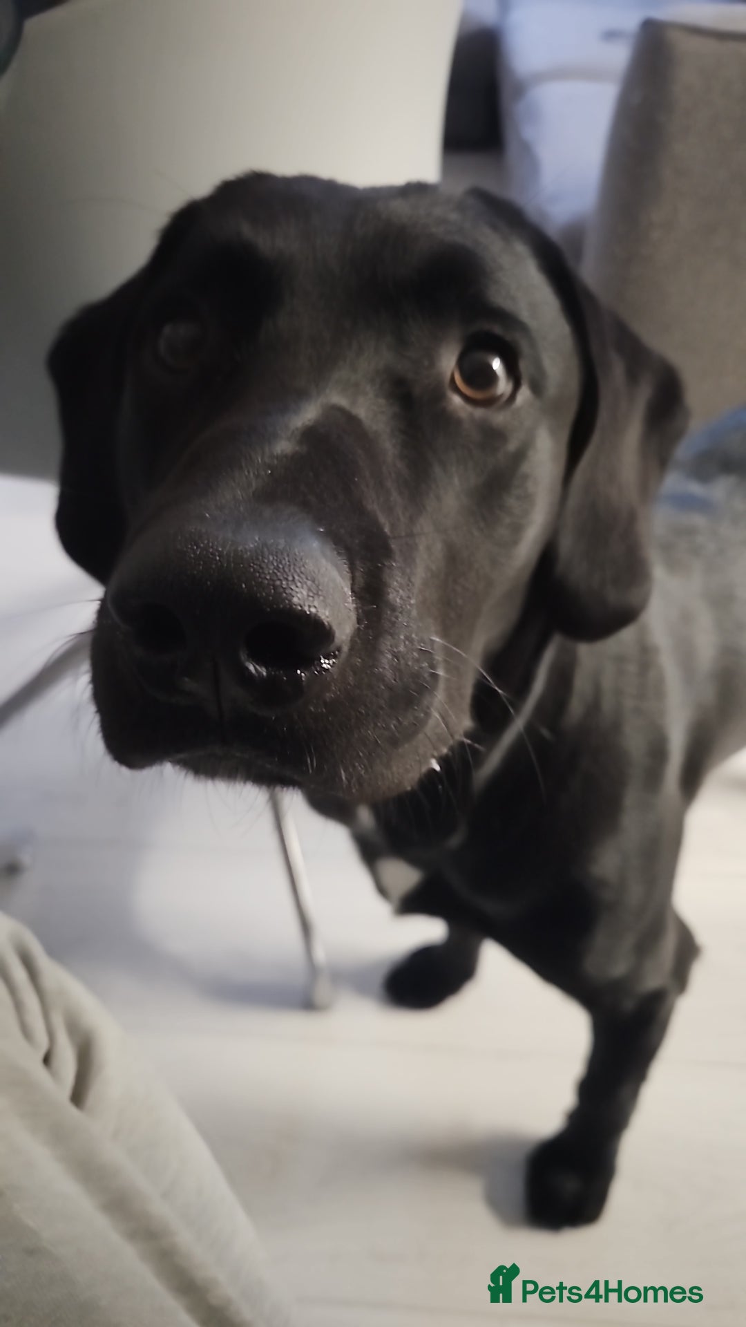 Cockerdor dogs for stud: 🐾 STUD AVAILABLE – Dylan the Cockador 🐾 - Image 12