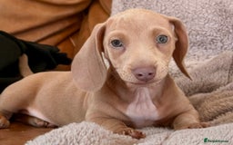 Miniature Dachshund dogs for sale: READY TO LEAVE Rainbow KC Reg Miniature Dachshunds - Image 37