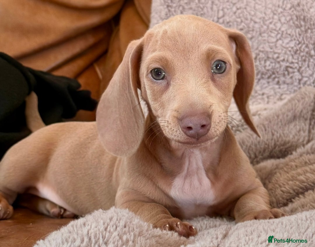 Miniature Dachshund dogs for sale: READY TO LEAVE Rainbow KC Reg Miniature Dachshunds - Image 37