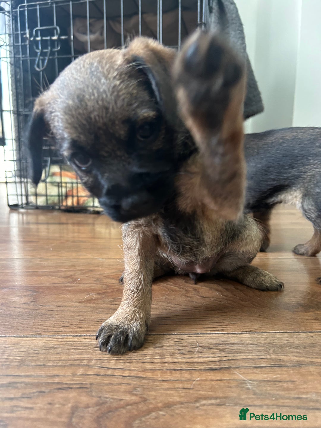 Border Terrier dogs for sale: Border Terrier pups Female - Image 5
