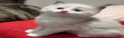 Ragdoll cats for sale: ⭐️ Meet Our Beautiful Ragdoll Babies ⭐️ - Advert 32