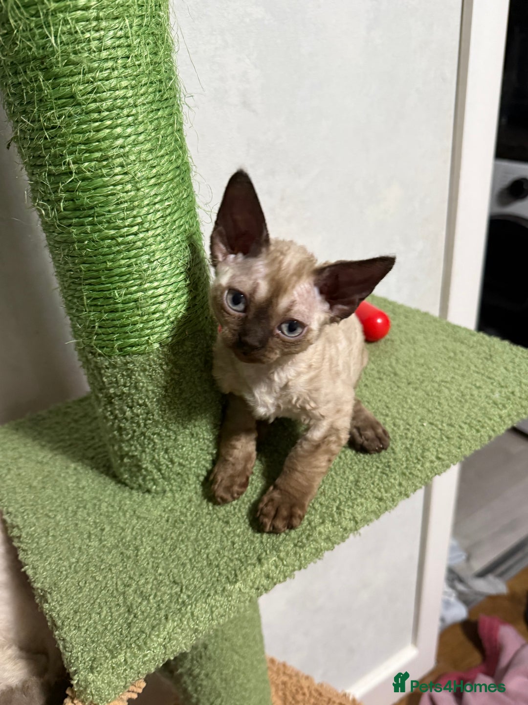 Devon Rex cats for sale: 😍😍😍 3 girls registered GCCF😍😍😍 - Advert 6