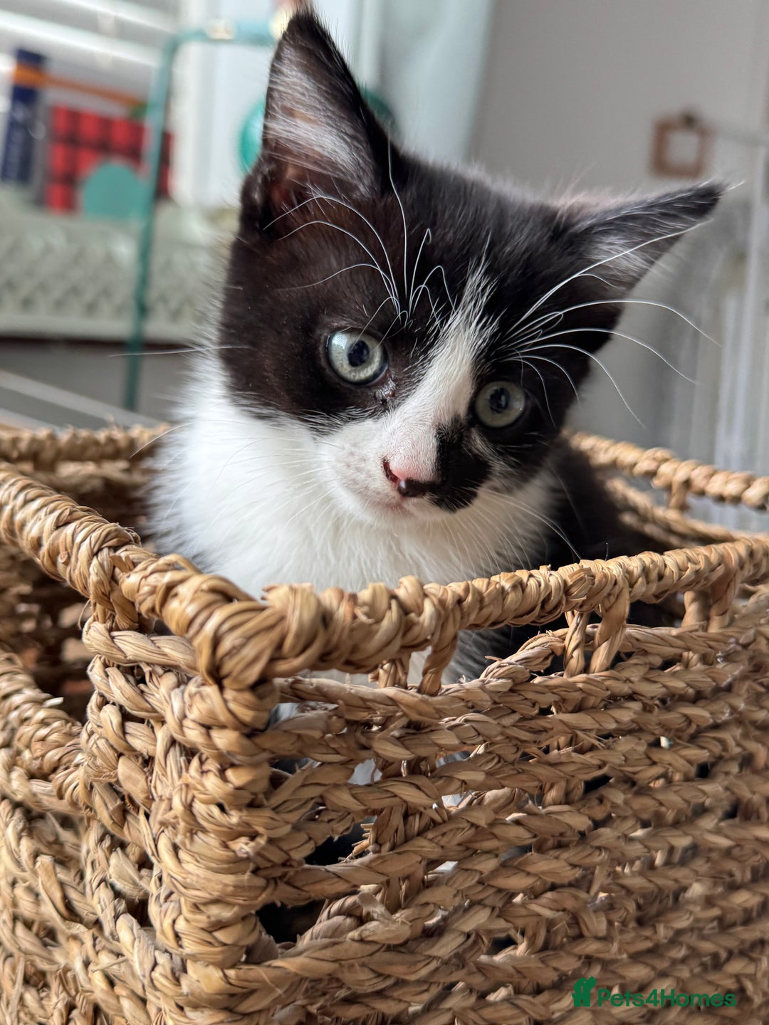 Mixed Breed cats for sale: Little boy looking for the new home - Image 1
