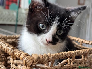 Mixed Breed cats - Advert 1