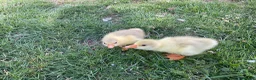 Geese poultry for sale: 2 x Emden Goslings For Sale - Advert 3