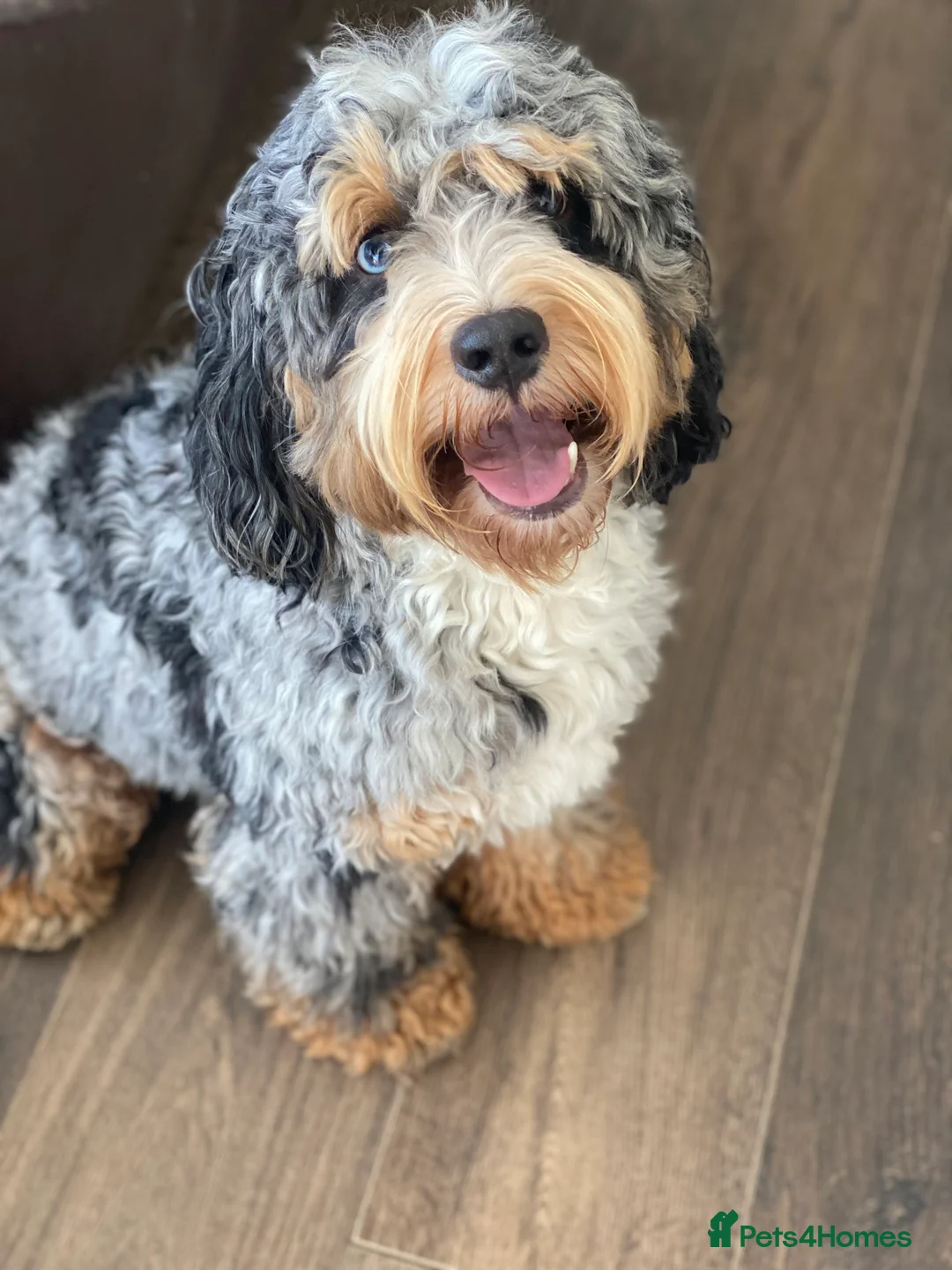 Cockapoo dogs for stud: Unique f3 American cockapoo stud  in Aberdeen - Advert 4