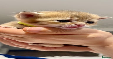 British Shorthair cats Chunky British shorthair  - Advert 16