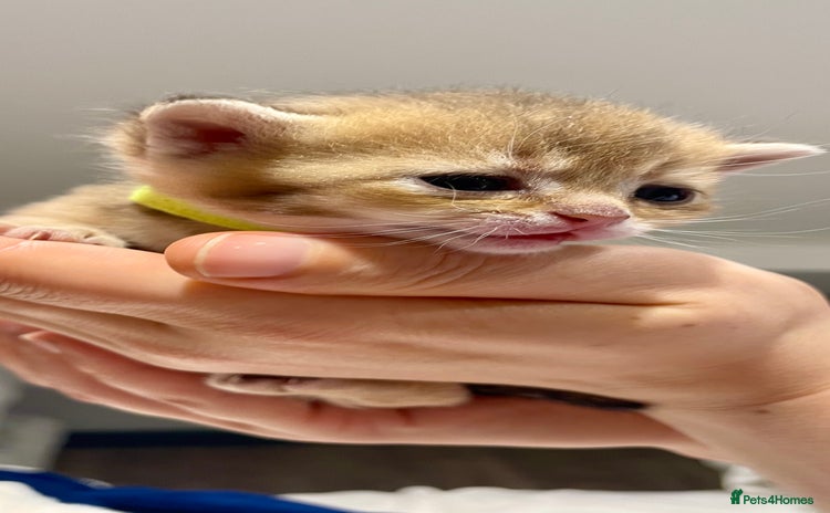 British Shorthair cats Chunky British shorthair  - Advert 5