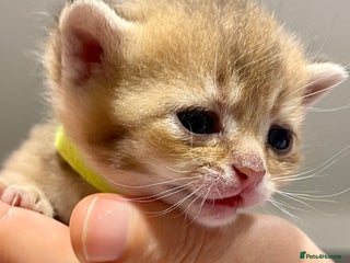 British Shorthair cats Chunky British shorthair - Advert 3