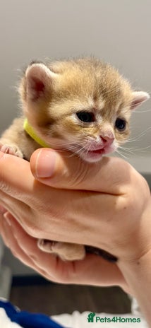 British Shorthair cats Chunky British shorthair - Advert 5