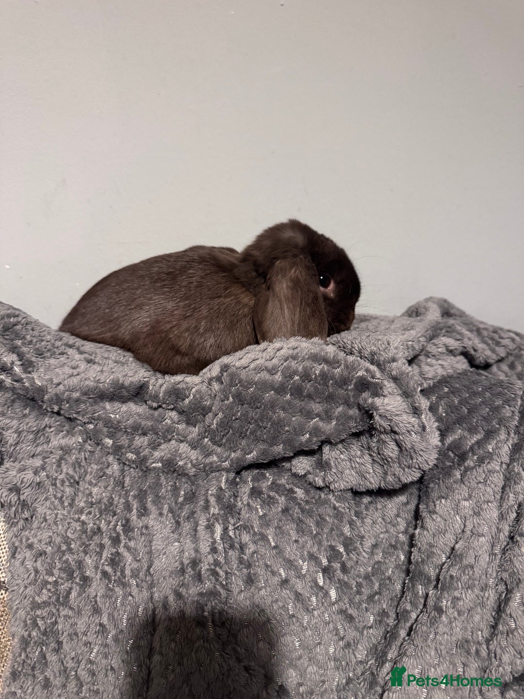 Mini Lop rabbits for sale: 18 month old mini lop looking for rehoming - Advert 2