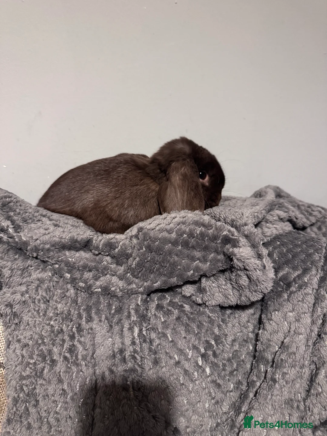 Mini Lop rabbits for sale: 18 month old mini lop looking for rehoming - Advert 2