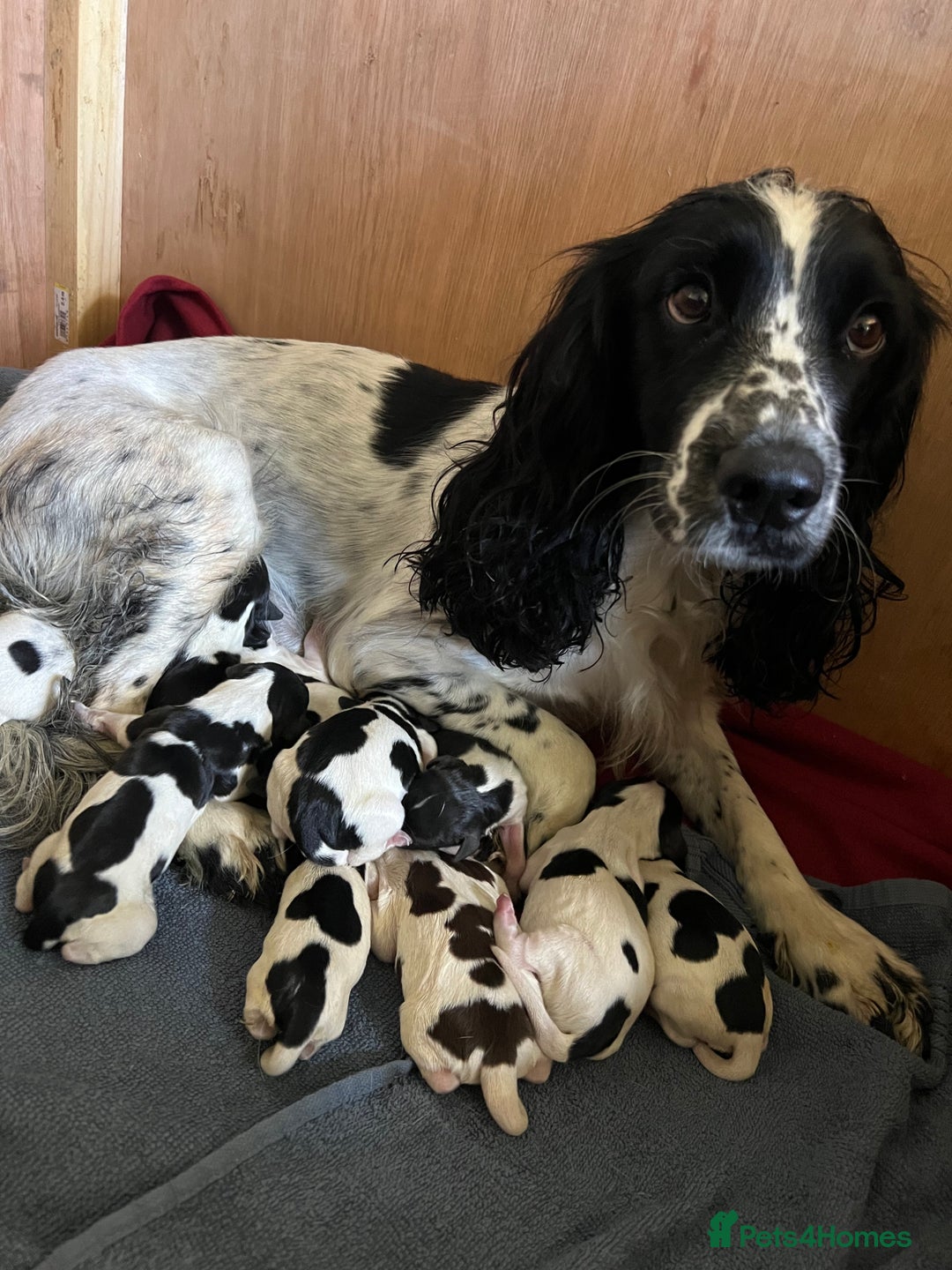 Sprocker dogs for sale: F3 high quality Sprocker’s, strong genes 5 weeks - Image 6