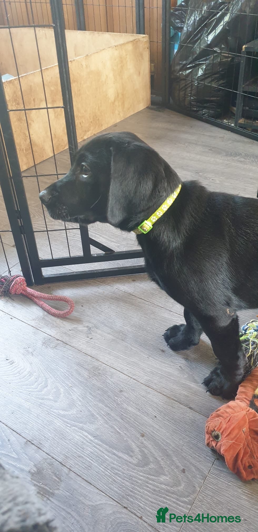 Mixed Breed dogs Black Lab x Pointer Puppies *5 LEFT, PRICE REDUCE* - Advert 1