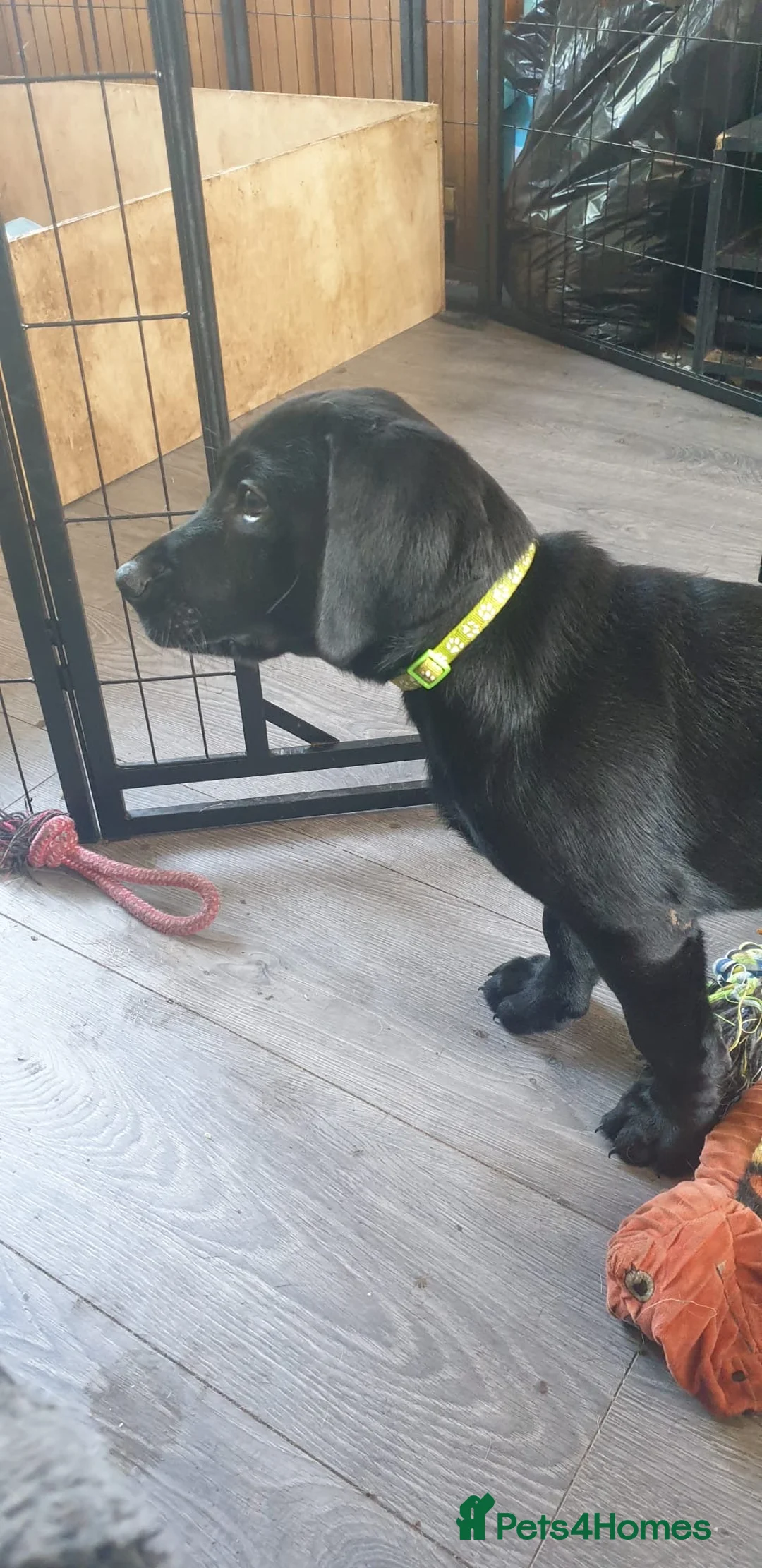 Mixed Breed dogs for sale: Black Lab x Pointer Puppies *ONLY 2 GIRLS LEFT* - Advert 2