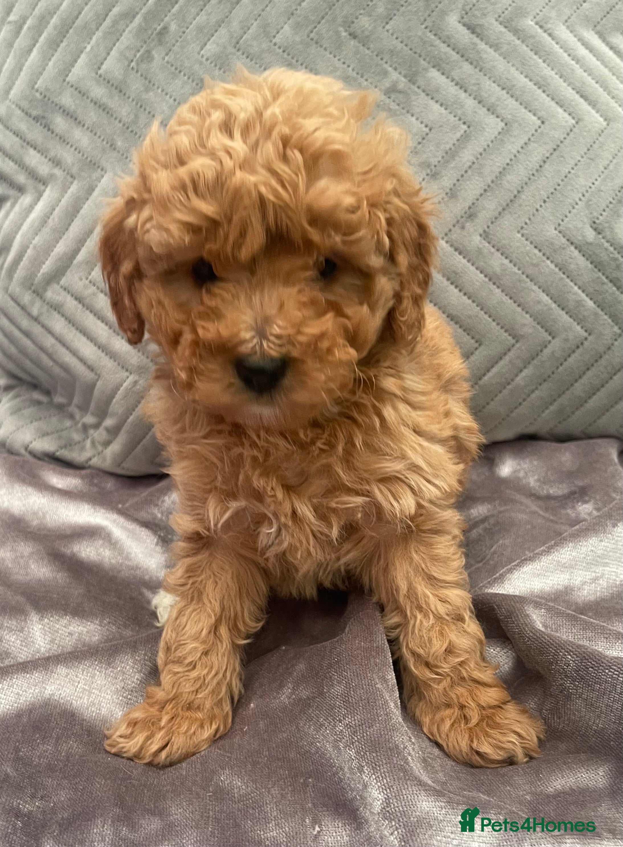 Cockapoo dogs Beautiful cockapoo pups  - Advert 1