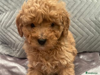 Cockapoo dogs Beautiful cockapoo pups - Advert 2