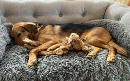 Mixed Breed dogs for adoption: Jeff is looking for the best forever home  - Image 2