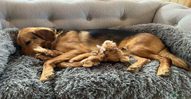 Mixed Breed dogs - Advert 8