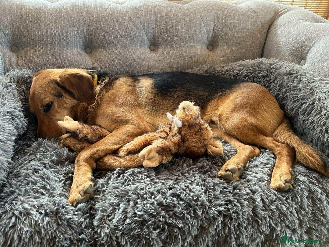 Mixed Breed dogs for adoption: Jeff is looking for the best forever home  - Image 2