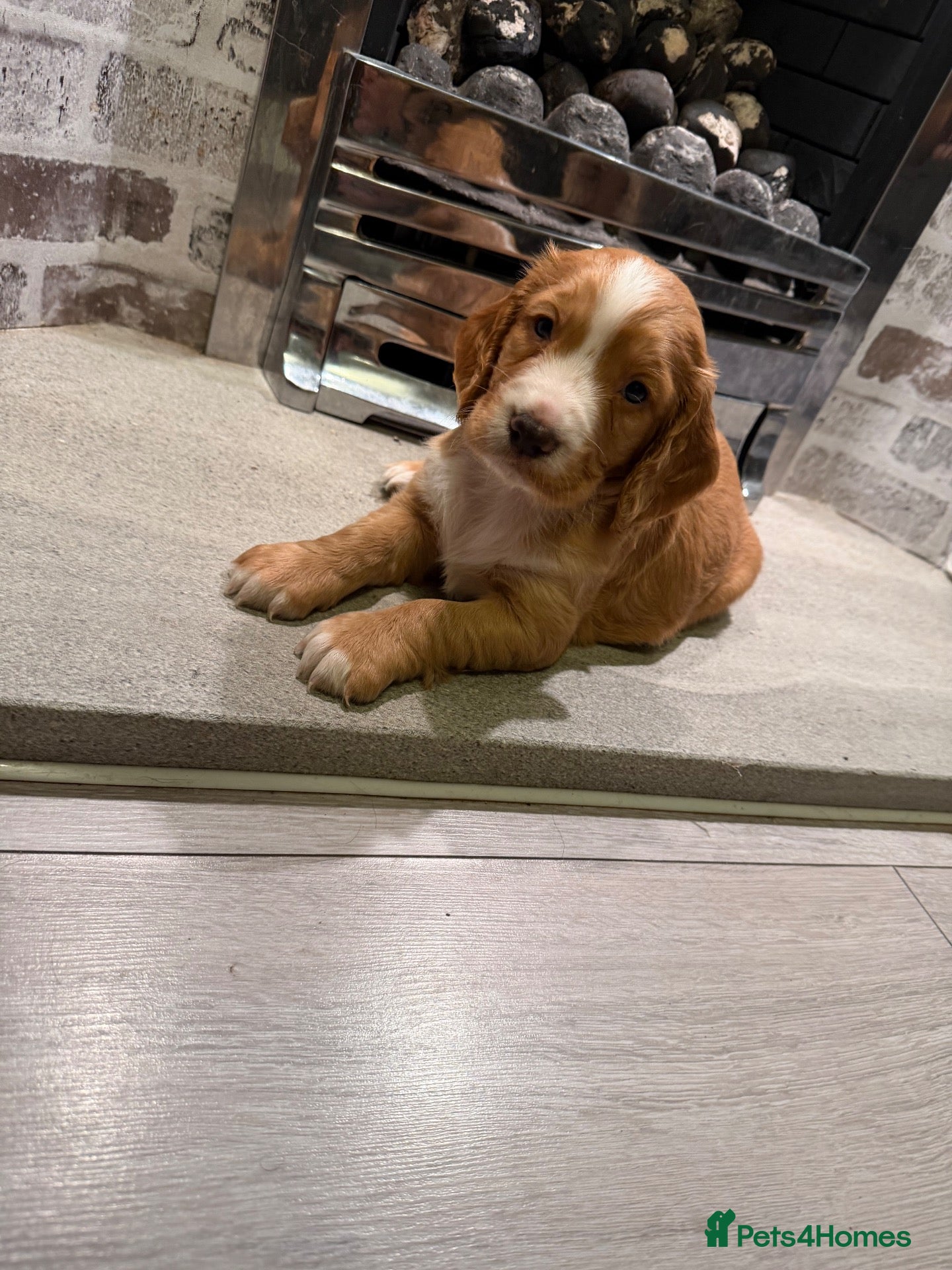 Cocker Spaniel dogs KC Reg, Working Cocker Spaniels - Advert 8